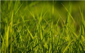 Spring Grass spring grass